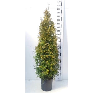 Thuja occ. 'Brabant'