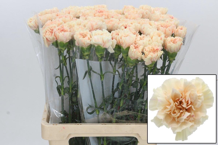 <h4>DI ST APPLE TEA</h4>