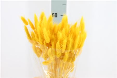 <h4>Dried Lagurus Bleached Yellow Bs</h4>