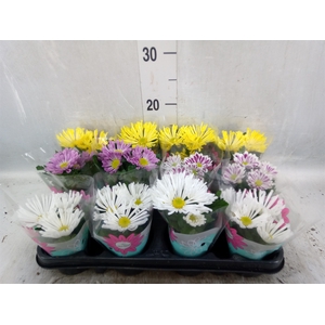 Chrysanthemum   ..mix 4