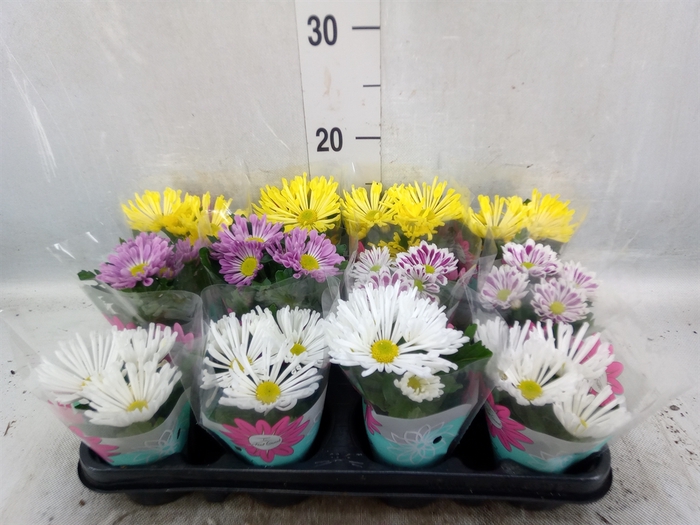 <h4>Chrysanthemum   ..mix 4</h4>