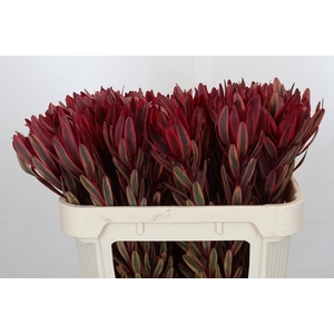 Leucadendron Jester