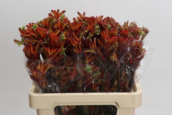 Kangaroo Paw Rampaging Roy Slaven