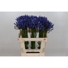 Agapanthus Uri