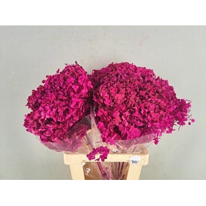 Pf Hydrangea Fuchsia Bs