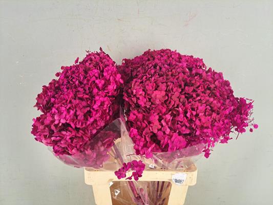 <h4>Pf Hydrangea Fuchsia Bs</h4>