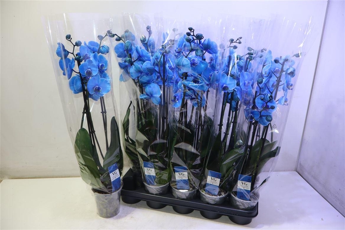 <h4>arr8 Phal Ov Blauw</h4>