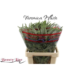 VERON L SKYLER WHITE