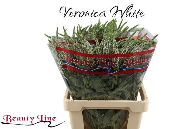 <h4>VERON L SKYLER WHITE</h4>