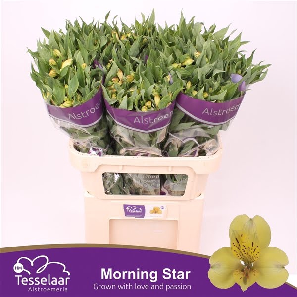 <h4>Alstr Morning Star Extra HM</h4>