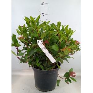 Viburnum tinus 'Gwenllian'