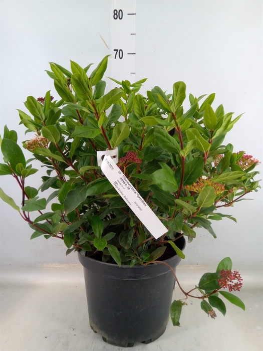 <h4>Viburnum tinus 'Gwenllian'</h4>