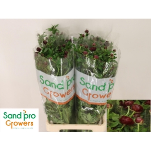 RAN CO MAG CHOCOLATE