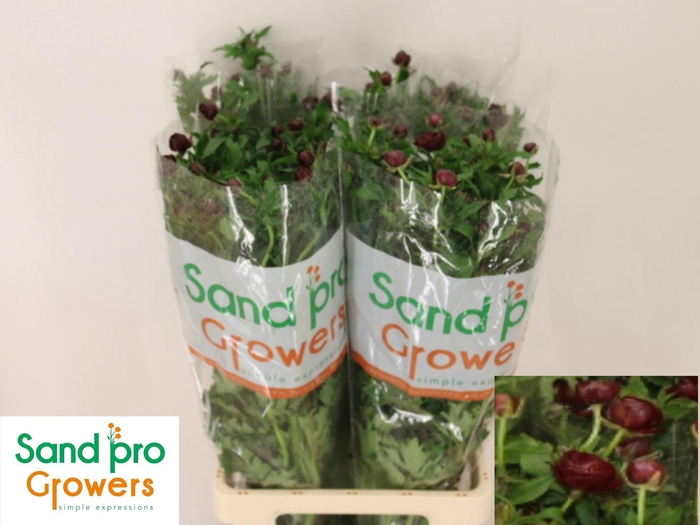 <h4>RAN CO MAG CHOCOLATE</h4>