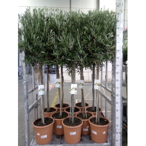 Olea europaea