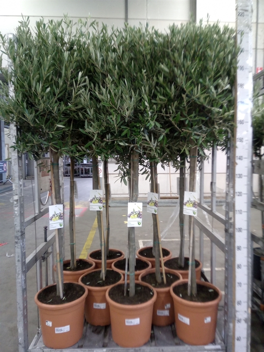 <h4>Olea europaea</h4>