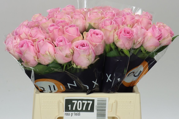 <h4>Rosa Gr Heidi</h4>