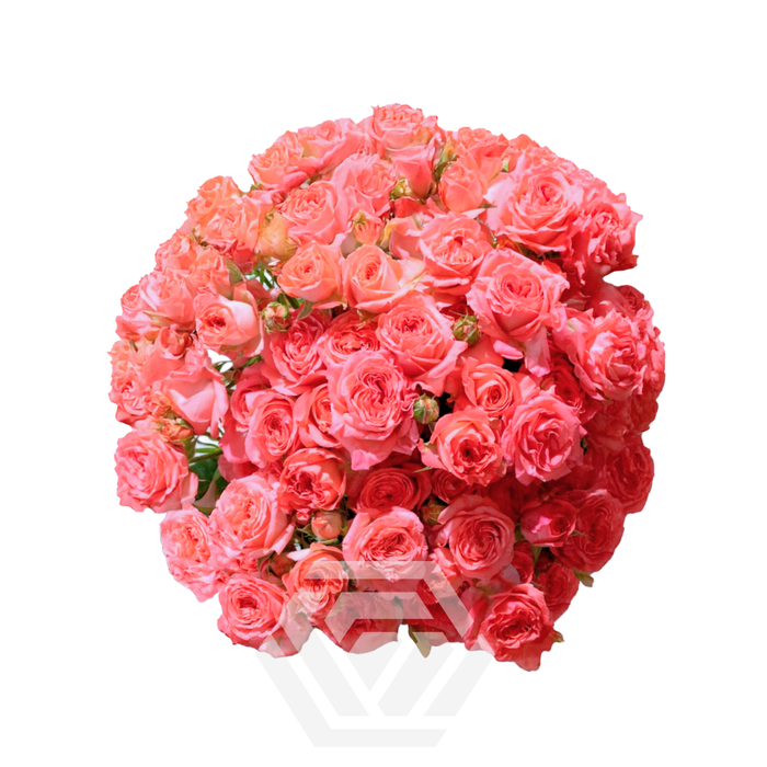 <h4>R TR FIBONACCI NAUTILUS Tessa</h4>