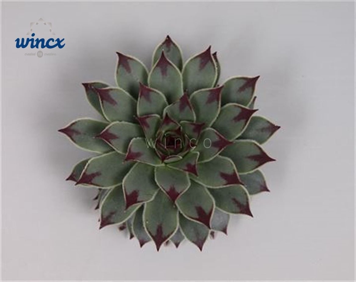 <h4>Sempervivum Tectorum Cutflower Wincx-8cm</h4>