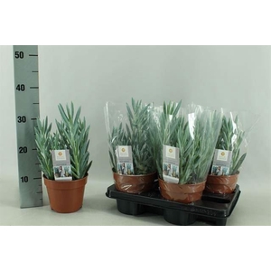 Curio ficoides 'Mount everest'