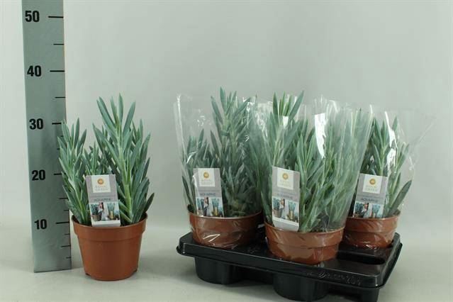 <h4>Curio ficoides 'Mount everest'</h4>