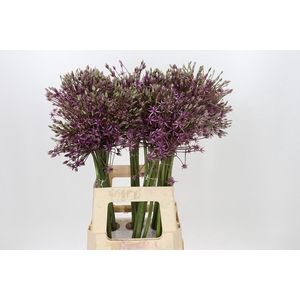 Allium Spider
