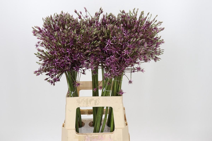 <h4>Allium Spider</h4>