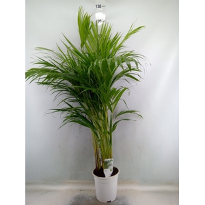 Dypsis lutescens   ...Chrysalidoca