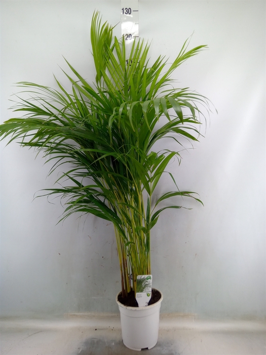 <h4>Dypsis lutescens   ...Chrysalidoca</h4>