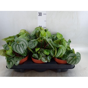Peperomia caperata   ...