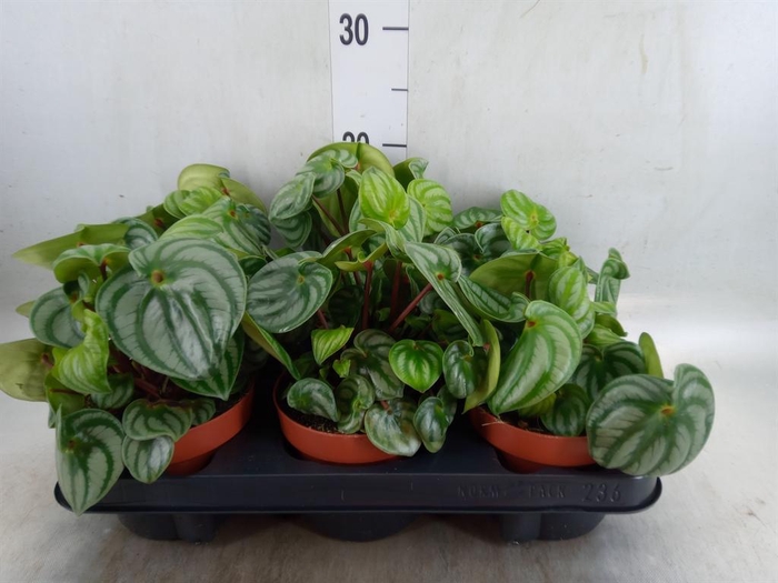 <h4>Peperomia caperata   ...</h4>