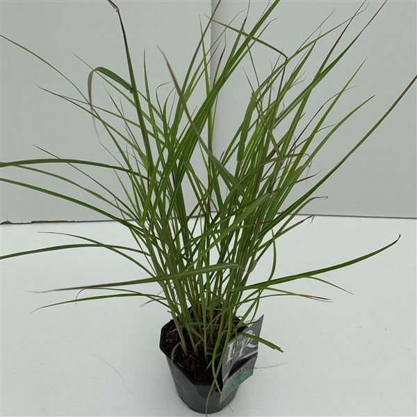 <h4>Graminées Miscanthus 'Ferner Osten'</h4>