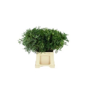 Pistache Select Per Bunch 50cm