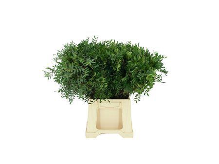 <h4>Pistache Select Per Bunch 50cm</h4>