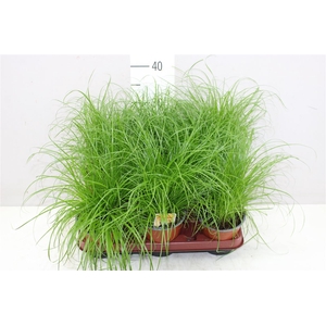 Cyperus Alt Zumula