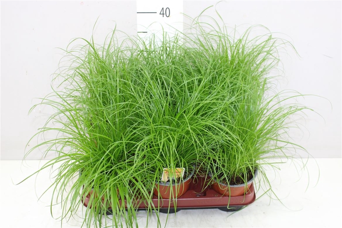 <h4>Cyperus Alt Zumula</h4>