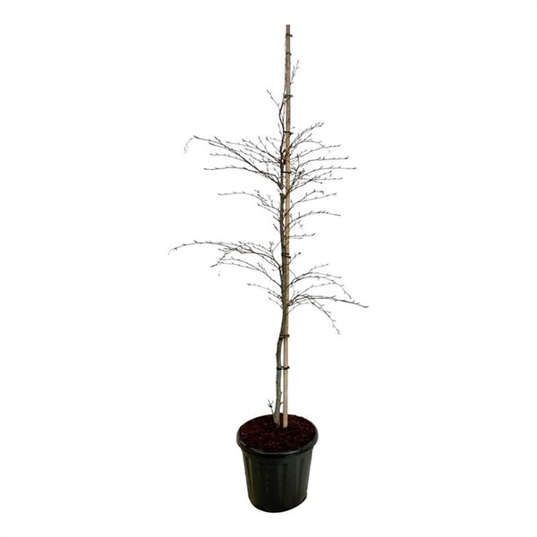 <h4>Fagus syl. Midnight Feather</h4>