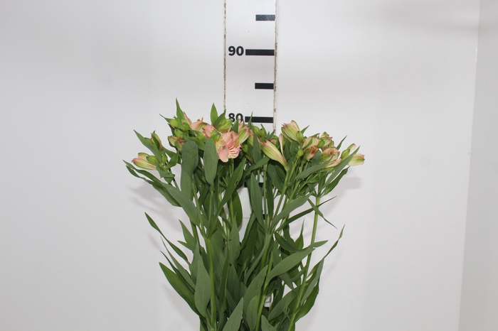 <h4>ALSTROEMERIA OPTIMA 080 CM</h4>