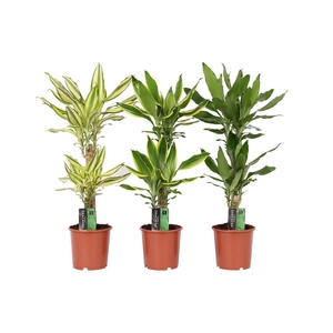 Dracaena Gemengd 45-20