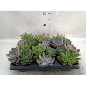 Echeveria   ...mix