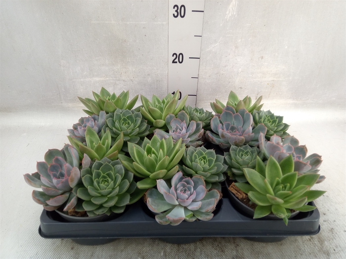 <h4>Echeveria   ...mix</h4>