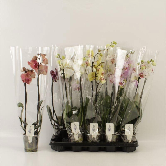 <h4>PHAL GEM 6 KL</h4>