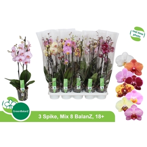 PHAL GEM 8 KL