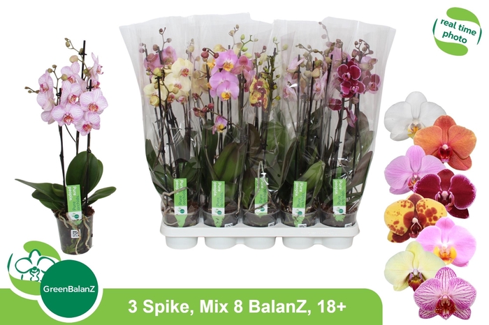 <h4>PHAL GEM 8 KL</h4>