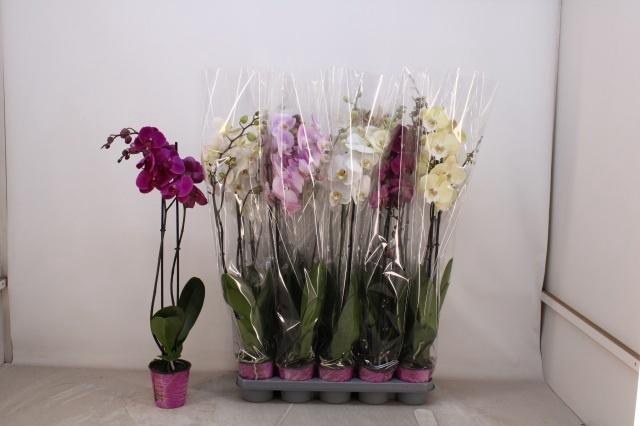 <h4>PHAL GEM 5 KL</h4>