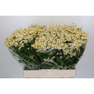 Tanacetum Single Vegmo