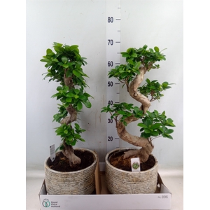 Ficus microcarpa 'Ginseng'