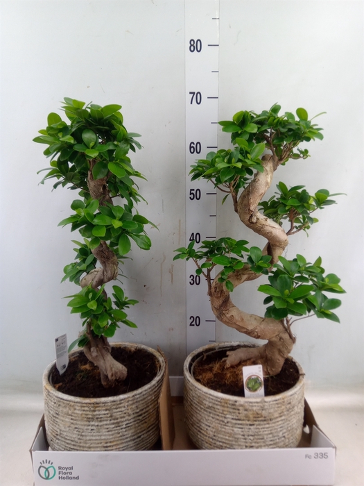 <h4>Ficus microcarpa 'Ginseng'</h4>