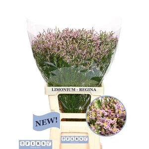 Limonium Regina Diamond Fers Flowers