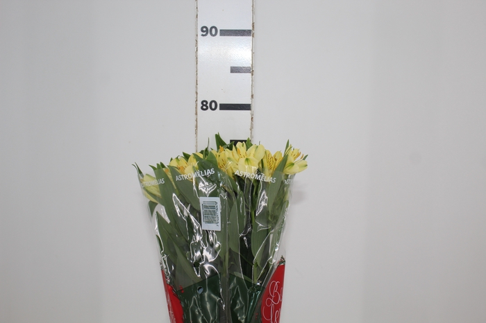 <h4>ALSTROEMERIA STRATUS 080 CM</h4>